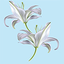 Giglio Bianco (Trilocale)