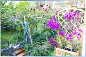 Bougainville 01-1 (1)