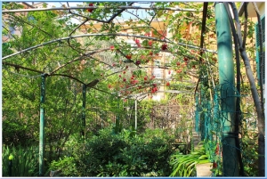 Bougainville 17 (1)