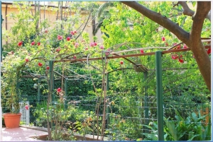 Bougainville 002