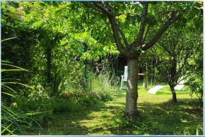 bougainville giardino nuovo (1)